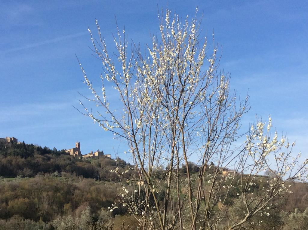Agriturismo Le Canterie Radicondoli Kültér fotó
